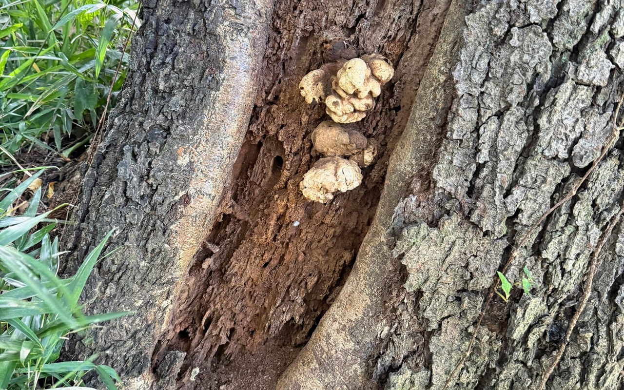 幹の開口部に発生した腐朽菌の子実体