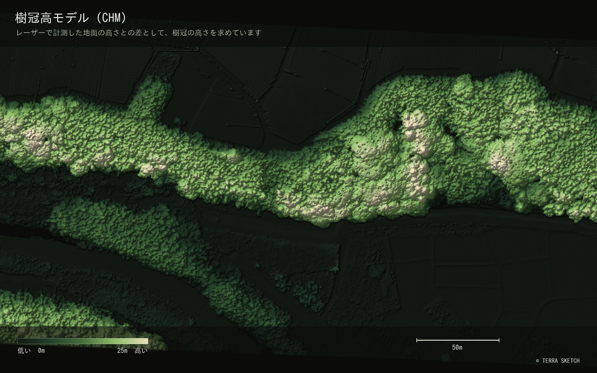 樹冠高モデル(CHM)